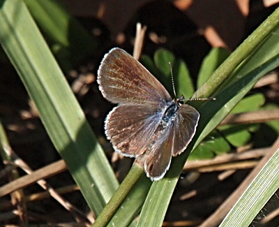 [The butterfly is perched on a blade of grass and has its wings open such that all of the left wings are visible while the right wings are less visible due to the slant of the wing. The wings are mostly brown with slivers of blue around the body and radiating out through the wings. The edges appear white (due to the color contrast) and the dots on the outer edges of the wings (the reverse side of the dark spots on the outer wings) are a very dark brown.]
